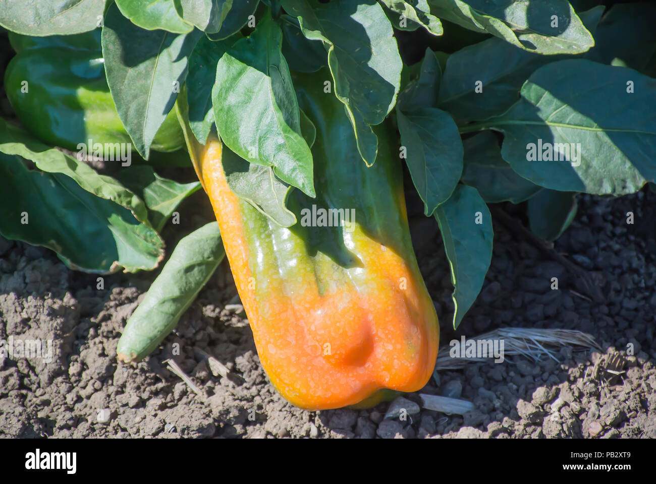 Il peperone in crescita in campo Foto Stock