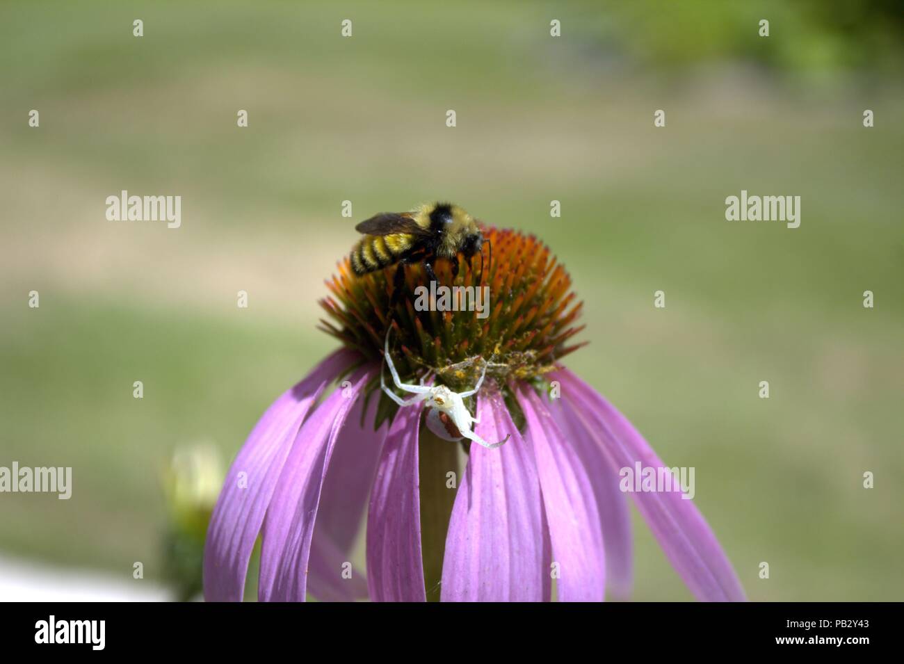 Un ragno granchio caccia un Bumble Bee su un cono fiore Foto Stock