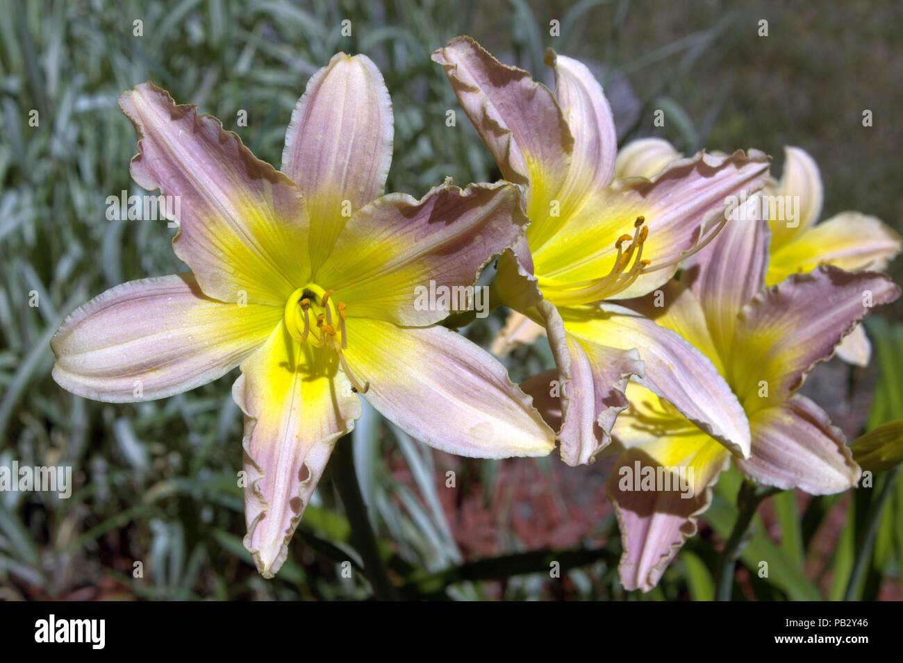 Una chiusura del rosa e giallo Daylilies Blooming Foto Stock