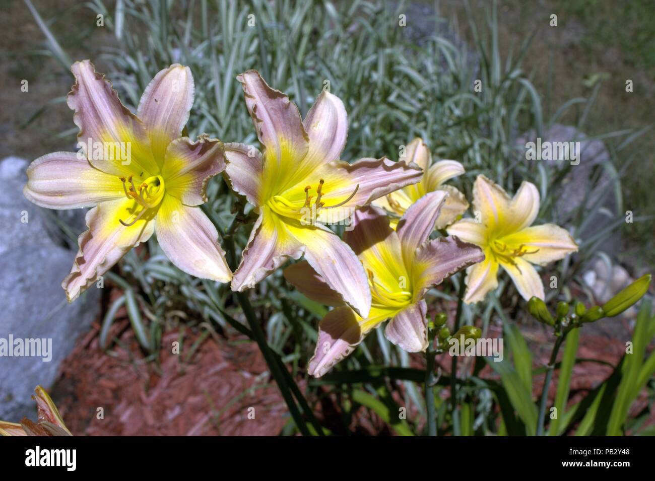 Rosa e giallo Daylilies Blooming Foto Stock