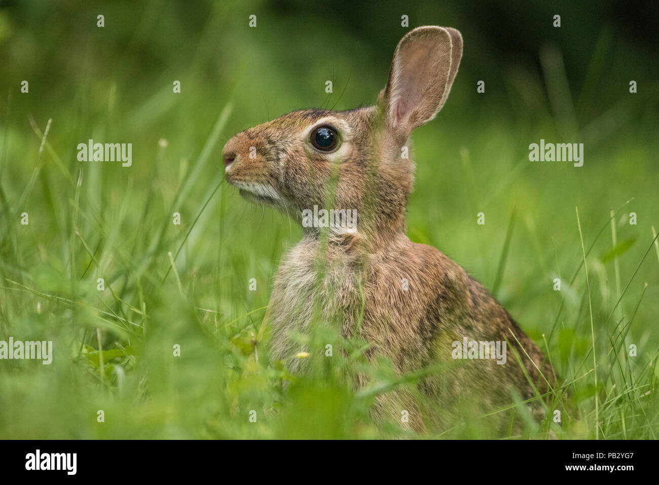 Un silvilago orientale (Sylvilagus floridanus) seduto su un prato a Milwaukee, WI. Foto Stock