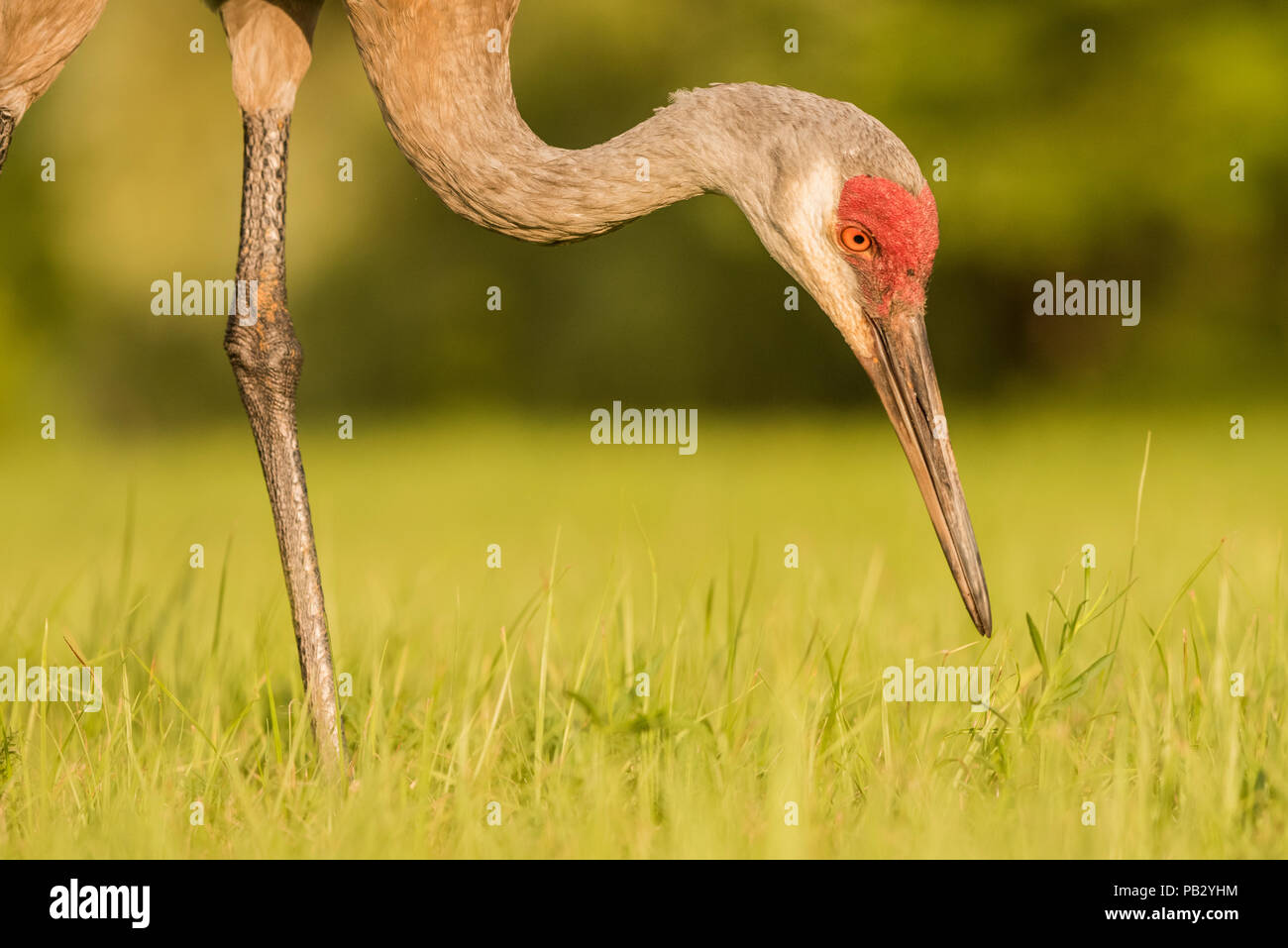 Una gru sandill (Antigone canadensis) passeggiate in un campo di ricerca del terreno per il cibo. Foto Stock