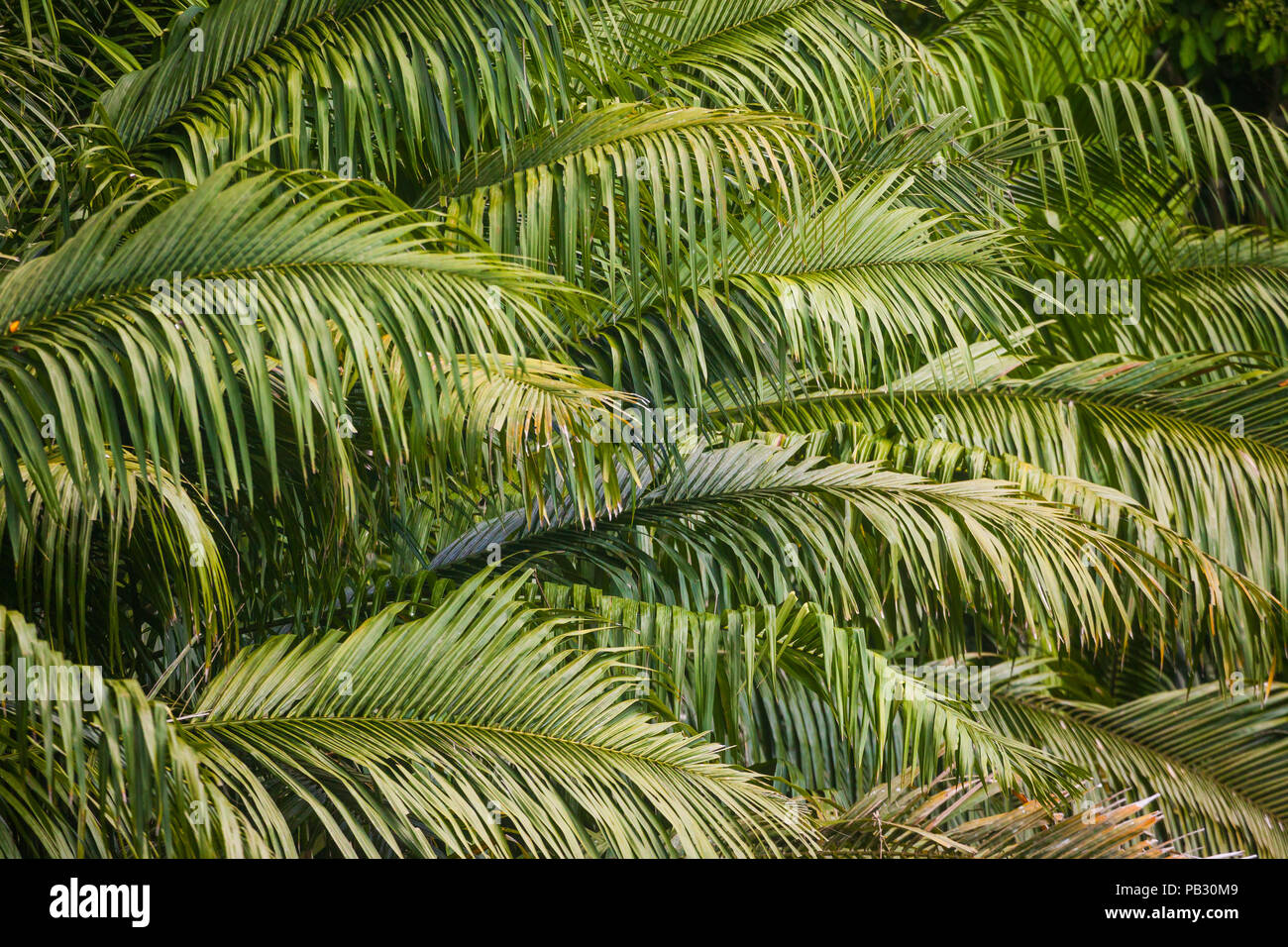 Foglie di palma e rami alla riva del lago di Lago di Gatun, provincia del colon, Repubblica di Panama. Foto Stock