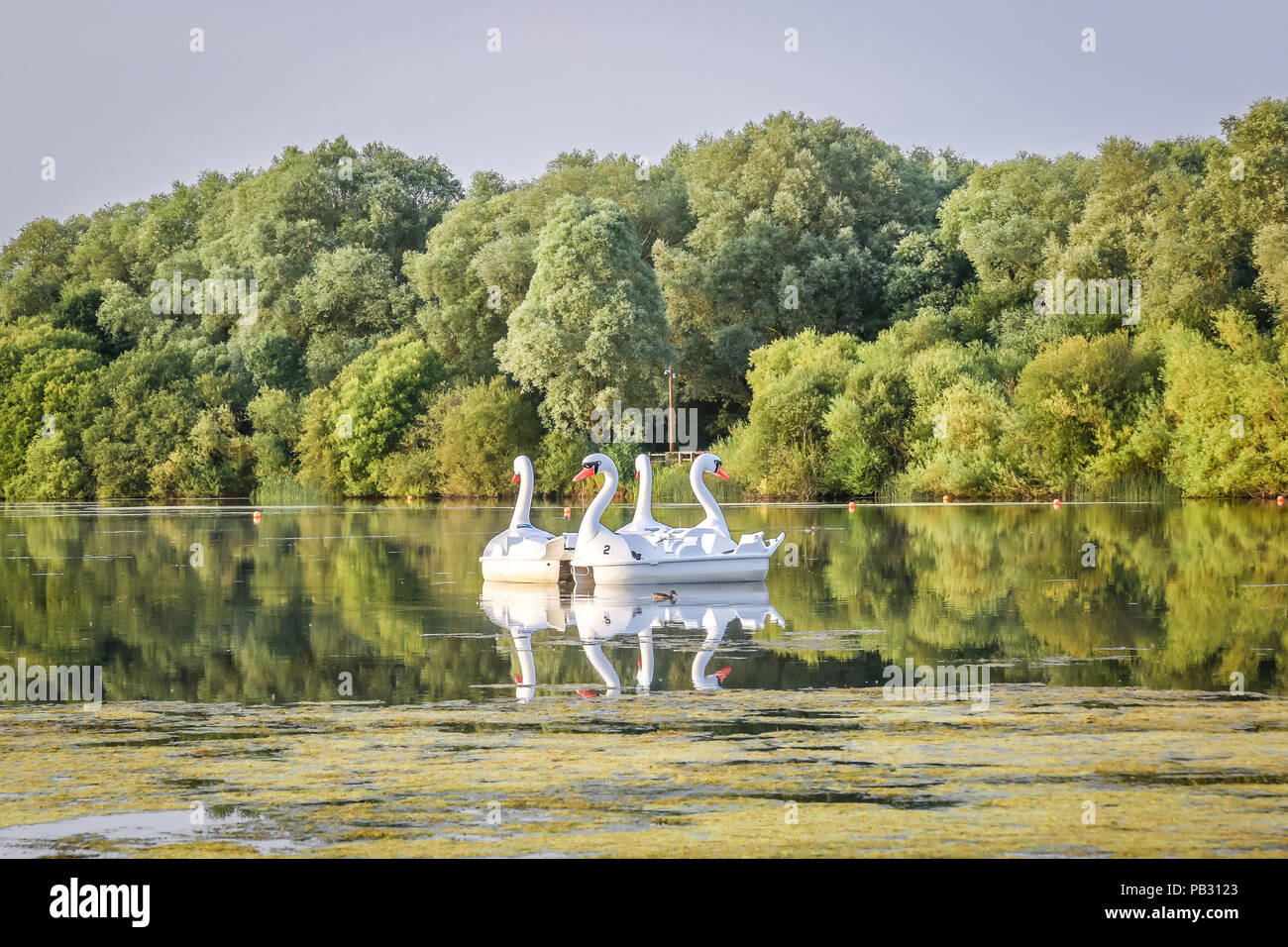 Giant swan pedalò sul lago al tramonto Foto Stock