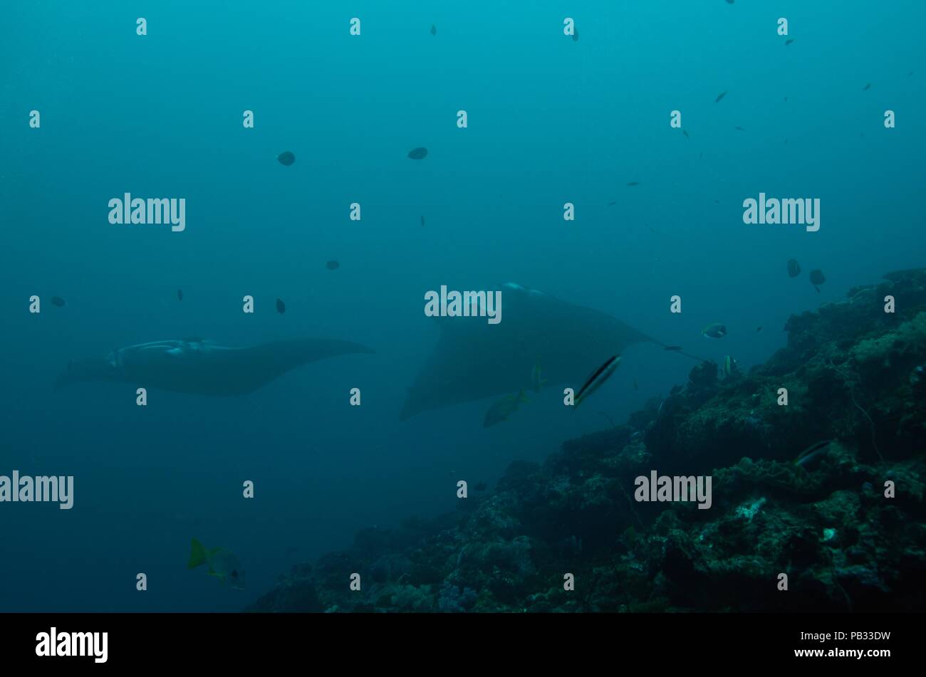 Reef manta ray, Riffmanta, Mobula alfredi, Embudu, manta point, Maldive, Malediven Foto Stock