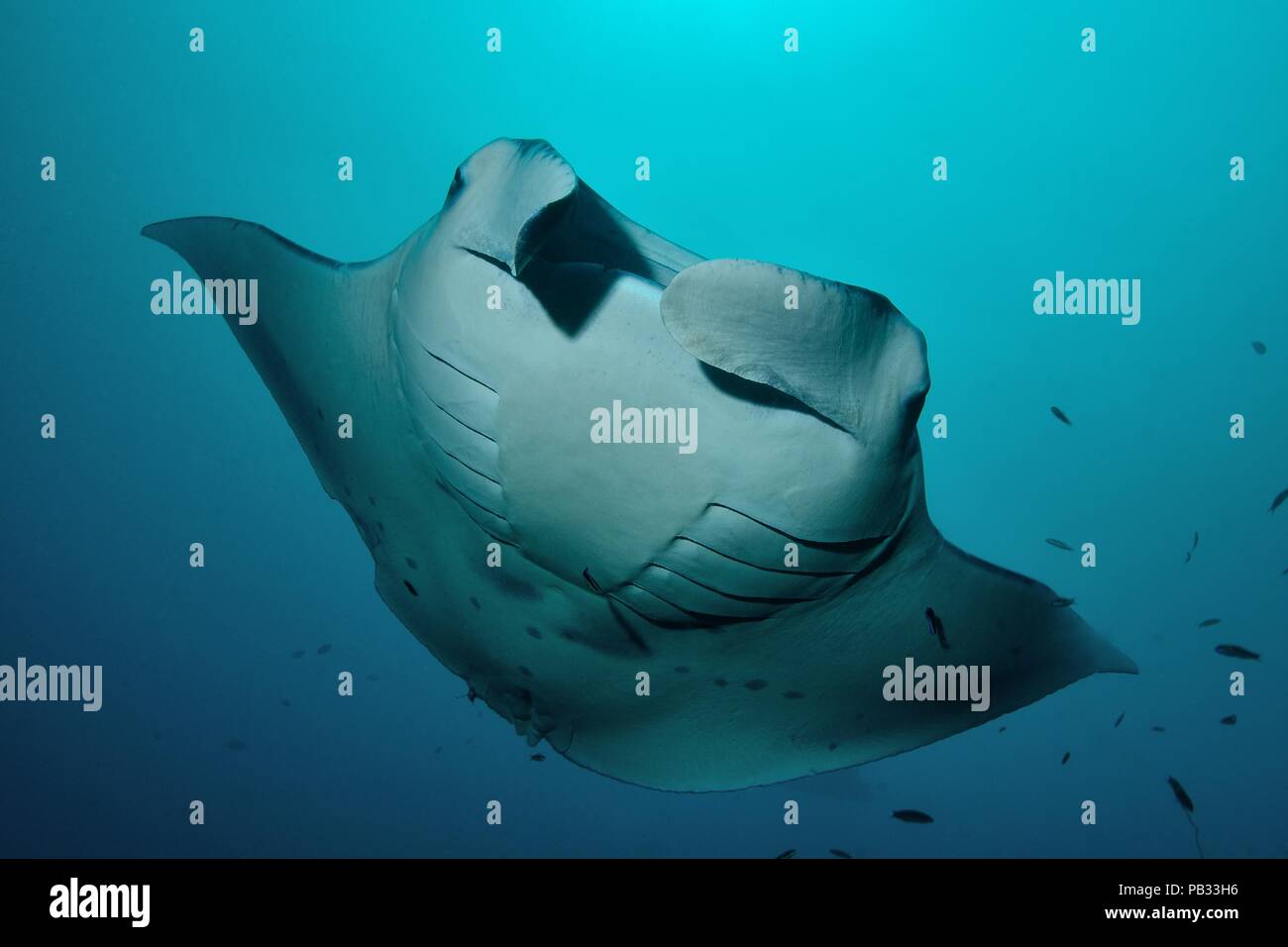 Reef manta ray, Riffmanta, Mobula alfredi, Embudu, manta point, Maldive, Malediven Foto Stock