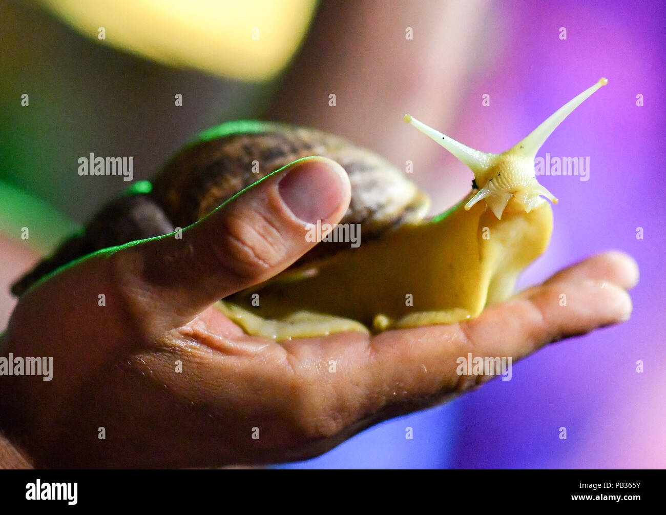 25.07.2018, Berlin: una lumaca di agata in mostra speciale "Urban Jungle di Sea Life Berlino'. Il Aqua Dom e Sea Life Berlin mostra speciale animali esotici in una giungla atmosfera fino al 20 agosto. Foto: Jens Kalaene/dpa-Zentralbild/dpa Foto Stock