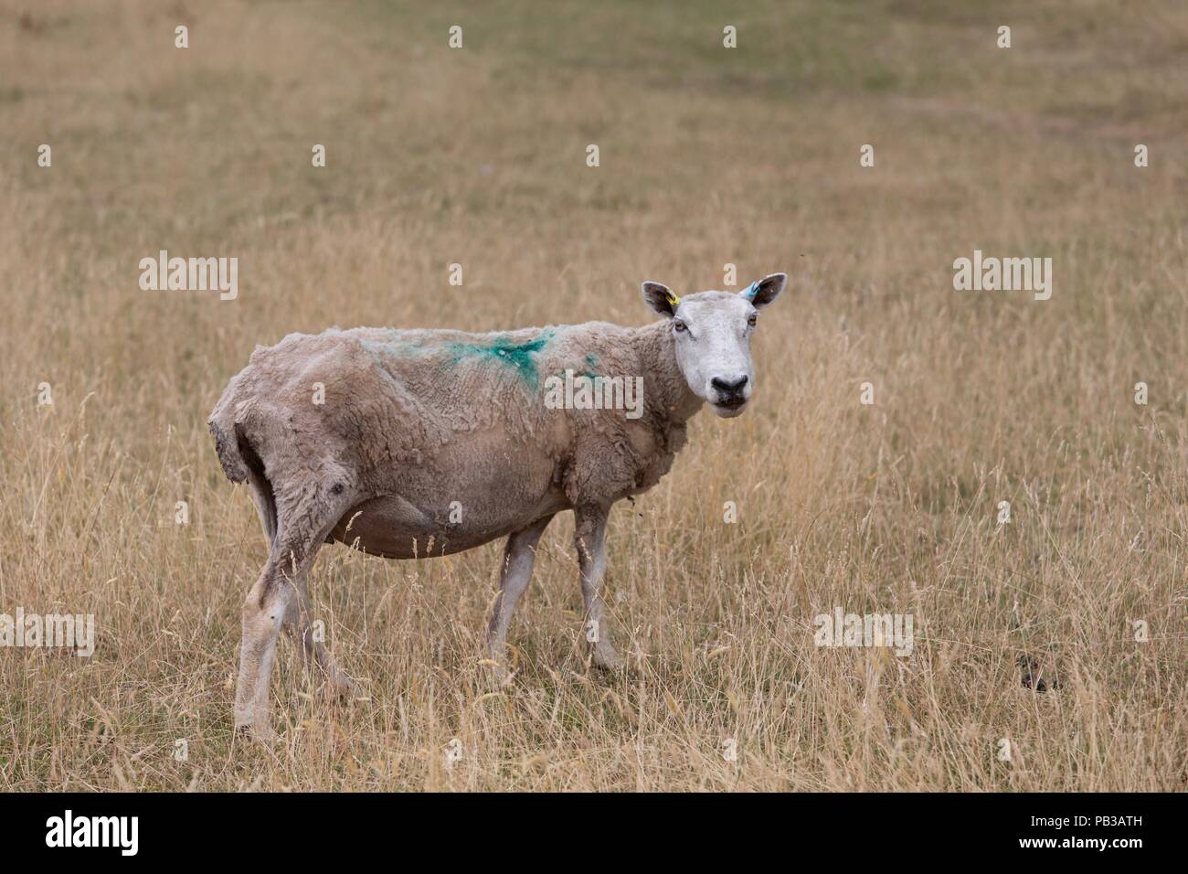 Un lone pecore cerca feed in un periodo di siccità-campo di sofferenza. Foto Stock
