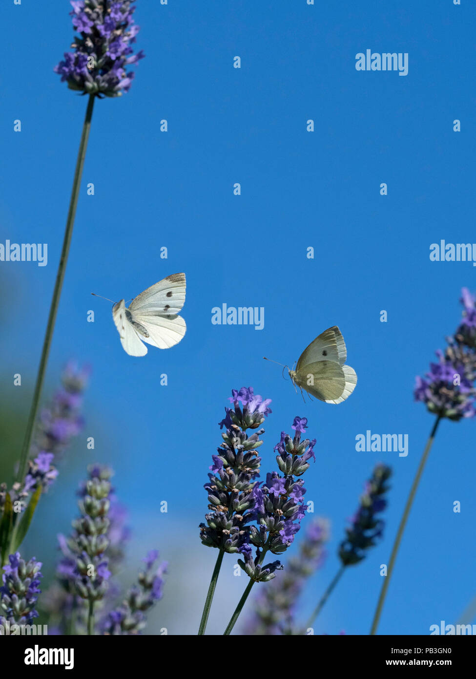 Large White Butterfly Sarcococca brassicae alimentazione su fiori di lavanda in giardino Foto Stock