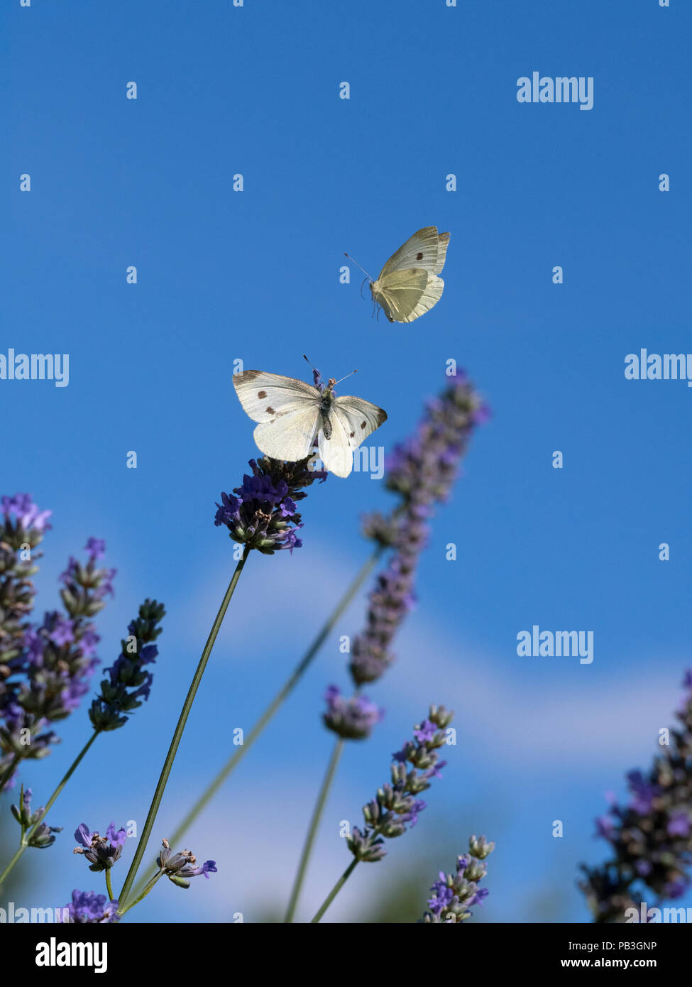 Large White Butterfly Sarcococca brassicae alimentazione su fiori di lavanda in giardino Foto Stock