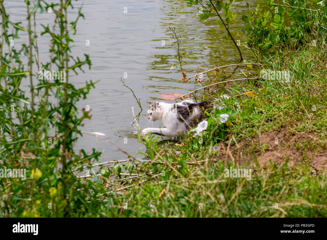 Bicolor white tabby cat la pesca in un lago. Il Cat-fisher catturato un piccolo pesce gatto Foto Stock