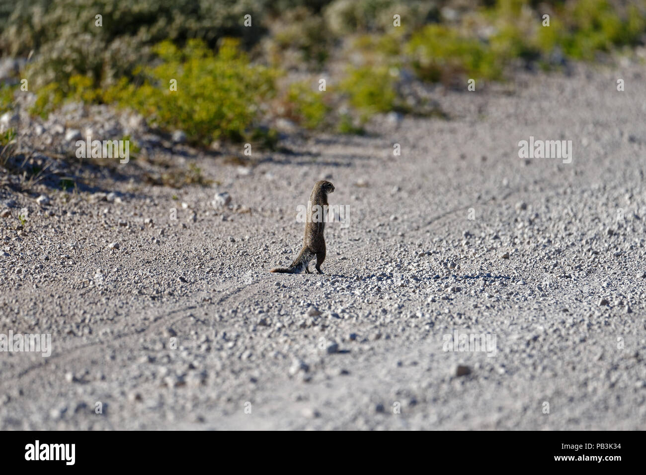 Scoiattolo di terra con lo sguardo la strada Foto Stock