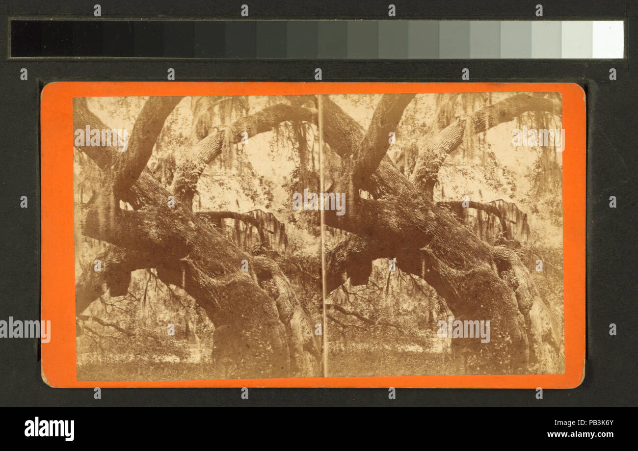 886 grande quercia ricoperti di muschio Spagnolo (NYPL B11707428-G90F151 072ZF) Foto Stock