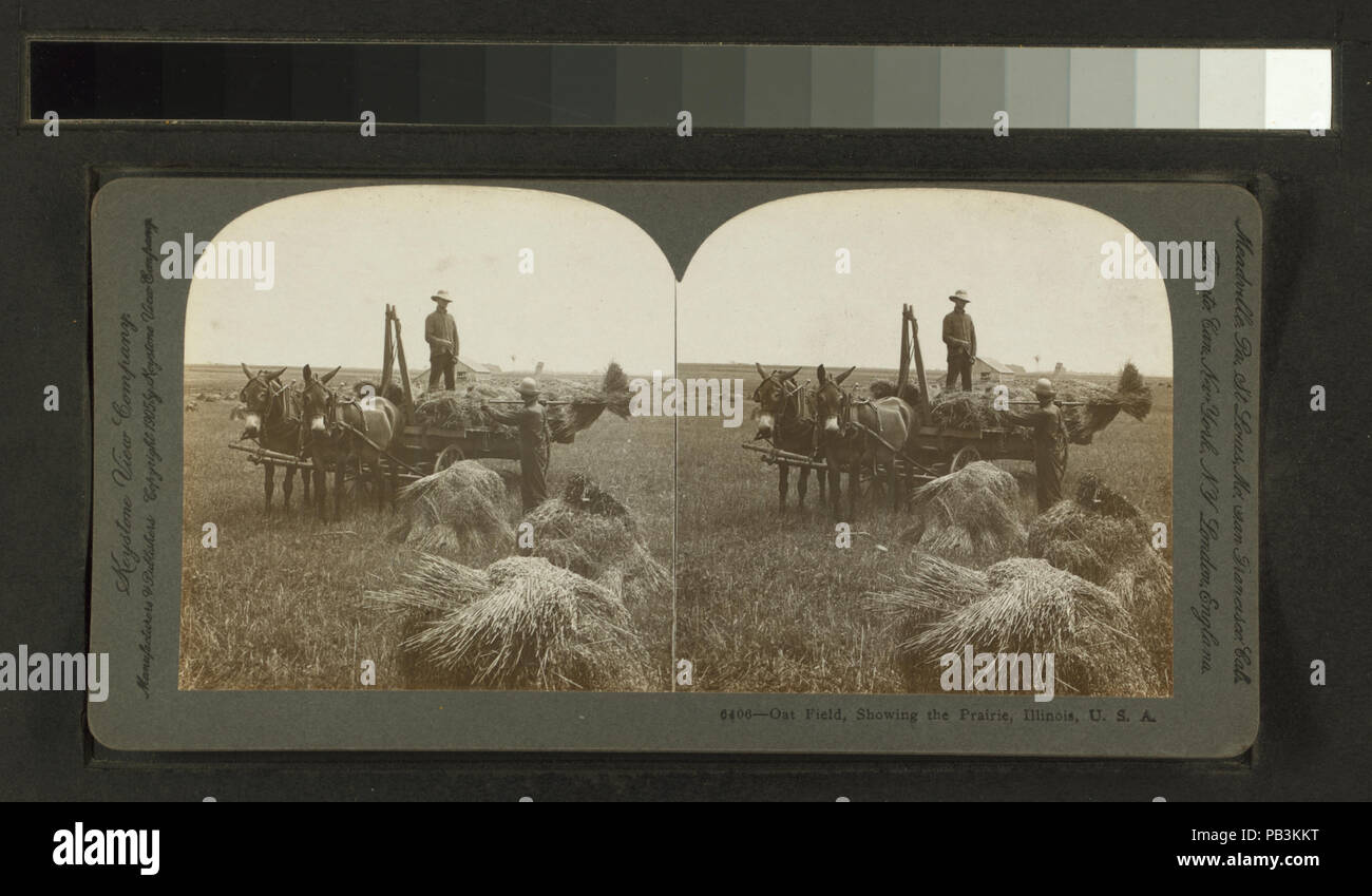 1124 Oat campo, mostrando la prarie, Illinois, U.S.A. (NYPL B11707441-G90F164 014F) Foto Stock