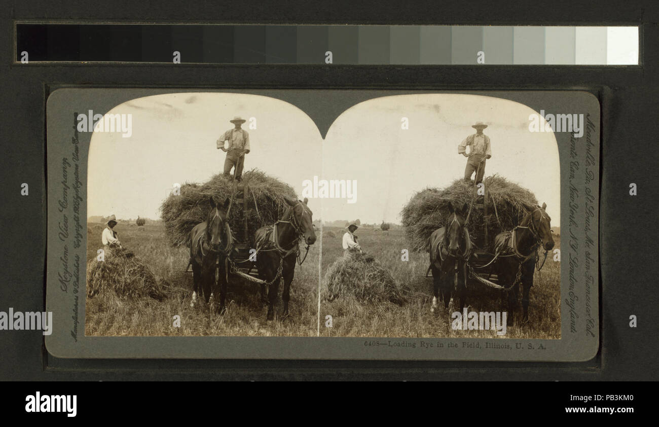 930 il caricamento della segala nel campo, Illinois, U.S.A. (NYPL B11707441-G90F164 015F) Foto Stock