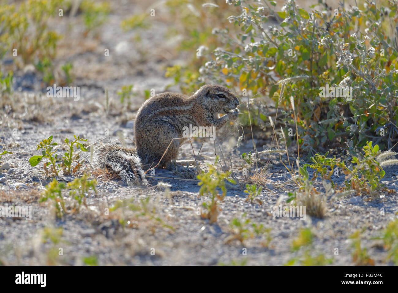 Una massa di scoiattolo rilascia un soffio di polline o semi da erba s/egli è mangiare Foto Stock