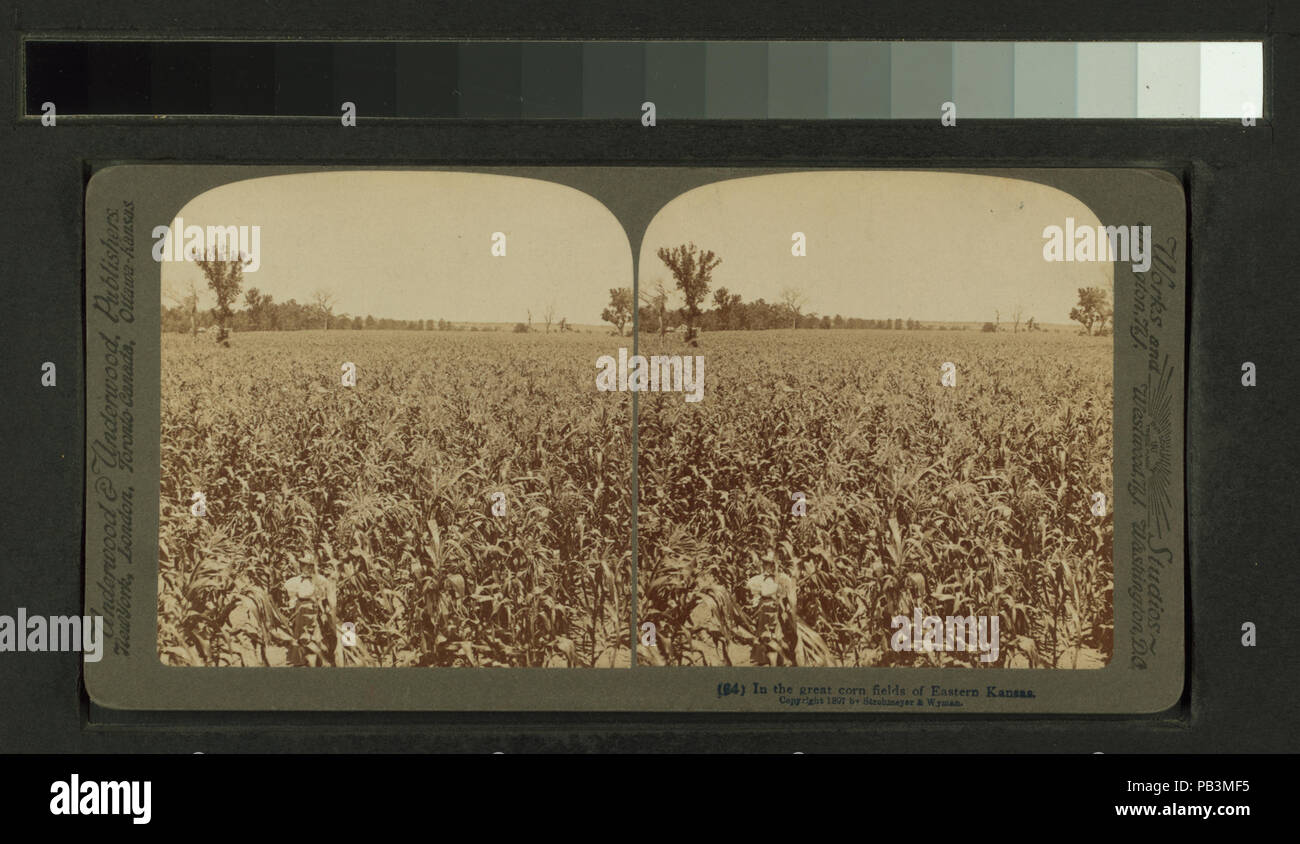 798 nei grandi campi di mais di eastern Kansas, Stati Uniti (NYPL B11707473-G90F195 013F) Foto Stock