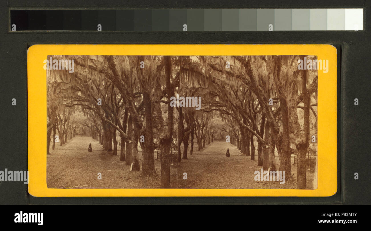 928 Live Oak Avenue, cimitero Bonaventura, savana, Ga (NYPL B11707429-G90F152 037 F) Foto Stock