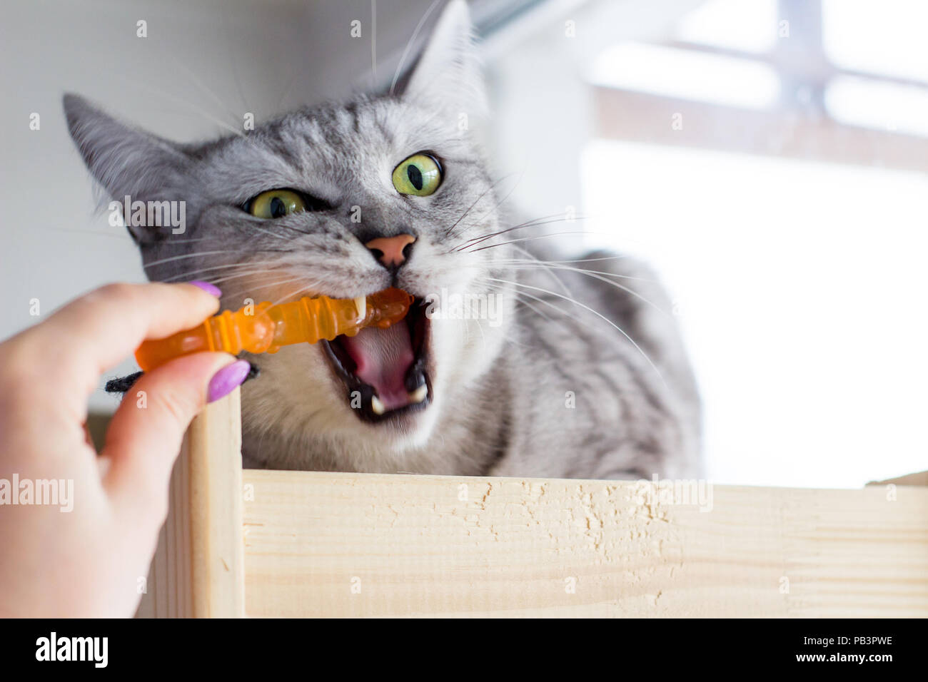 Funny arrabbiato gatto scozzesi suonando con mano umana con orange giocattolo. Foto Stock