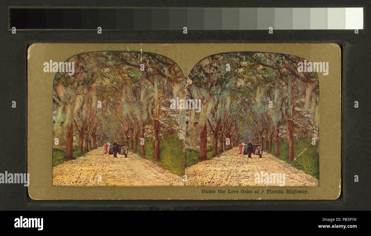 1788 sotto le querce dal vivo di un'autostrada della Florida (NYPL B11707405-G90F129 007F) Foto Stock