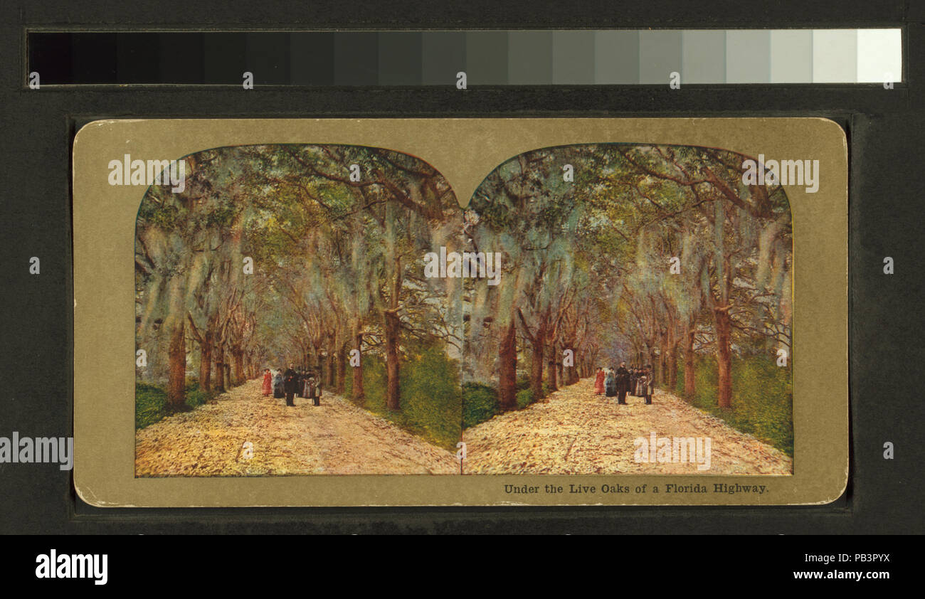 1788 sotto le querce dal vivo di un'autostrada della Florida (NYPL B11707405-G90F129 009 F) Foto Stock