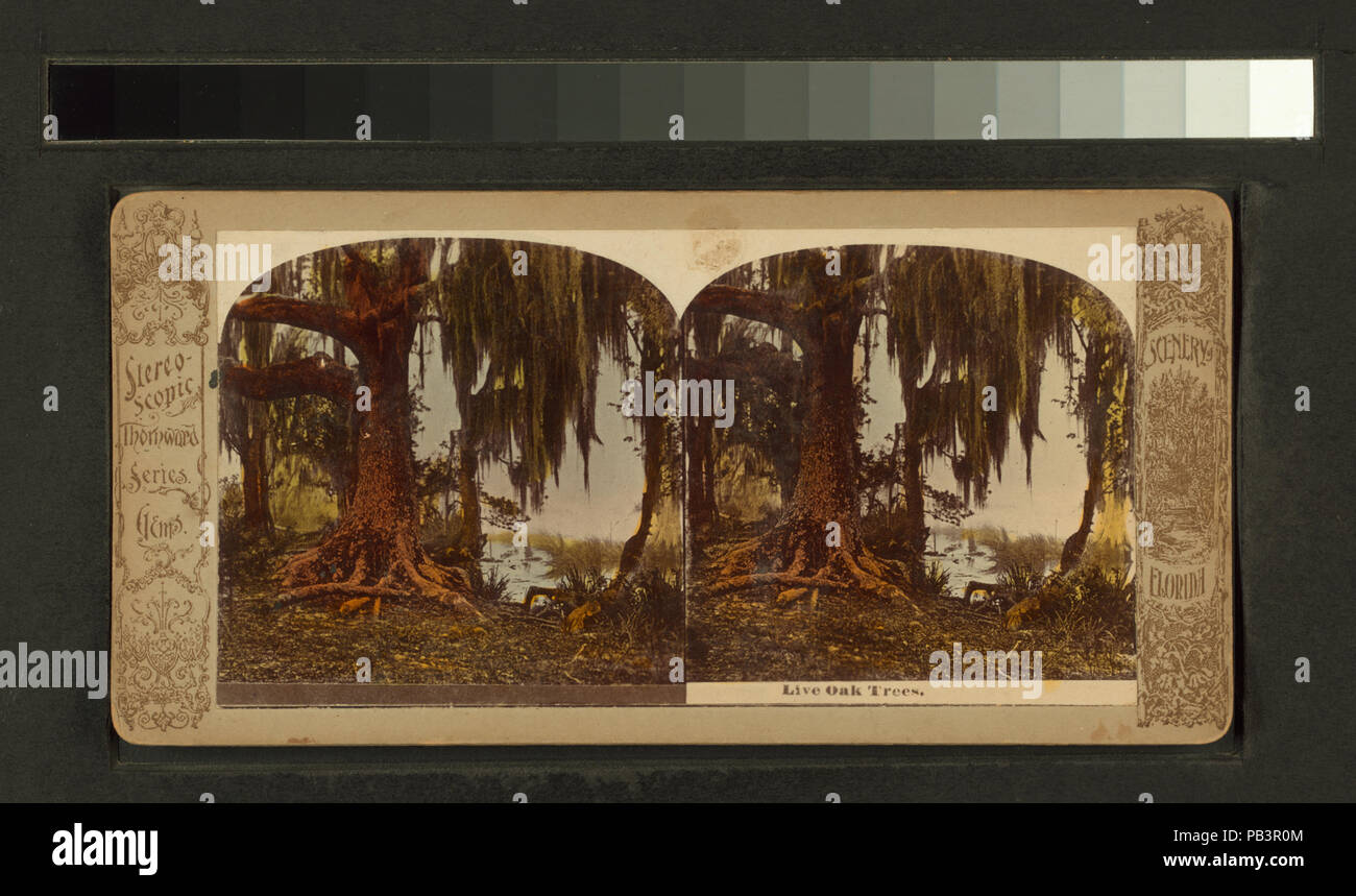 928 di Lecci (NYPL B11707405-G90F129 019F) Foto Stock