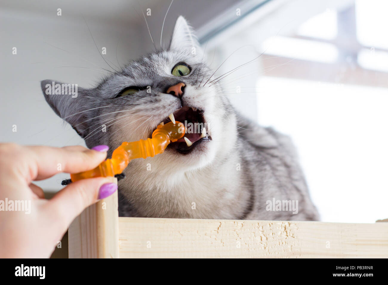 Arrabbiato Scottish cat bite orange giocattolo e giocare con la mano umana. Foto Stock