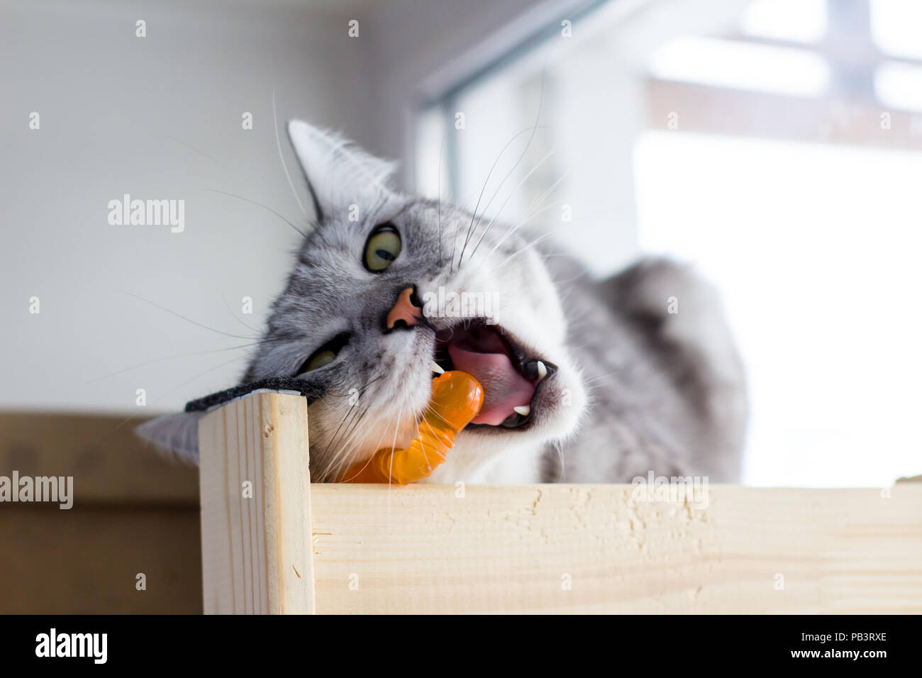 Arrabbiato british divertente gatto morde giocattolo di colore arancione. Foto Stock