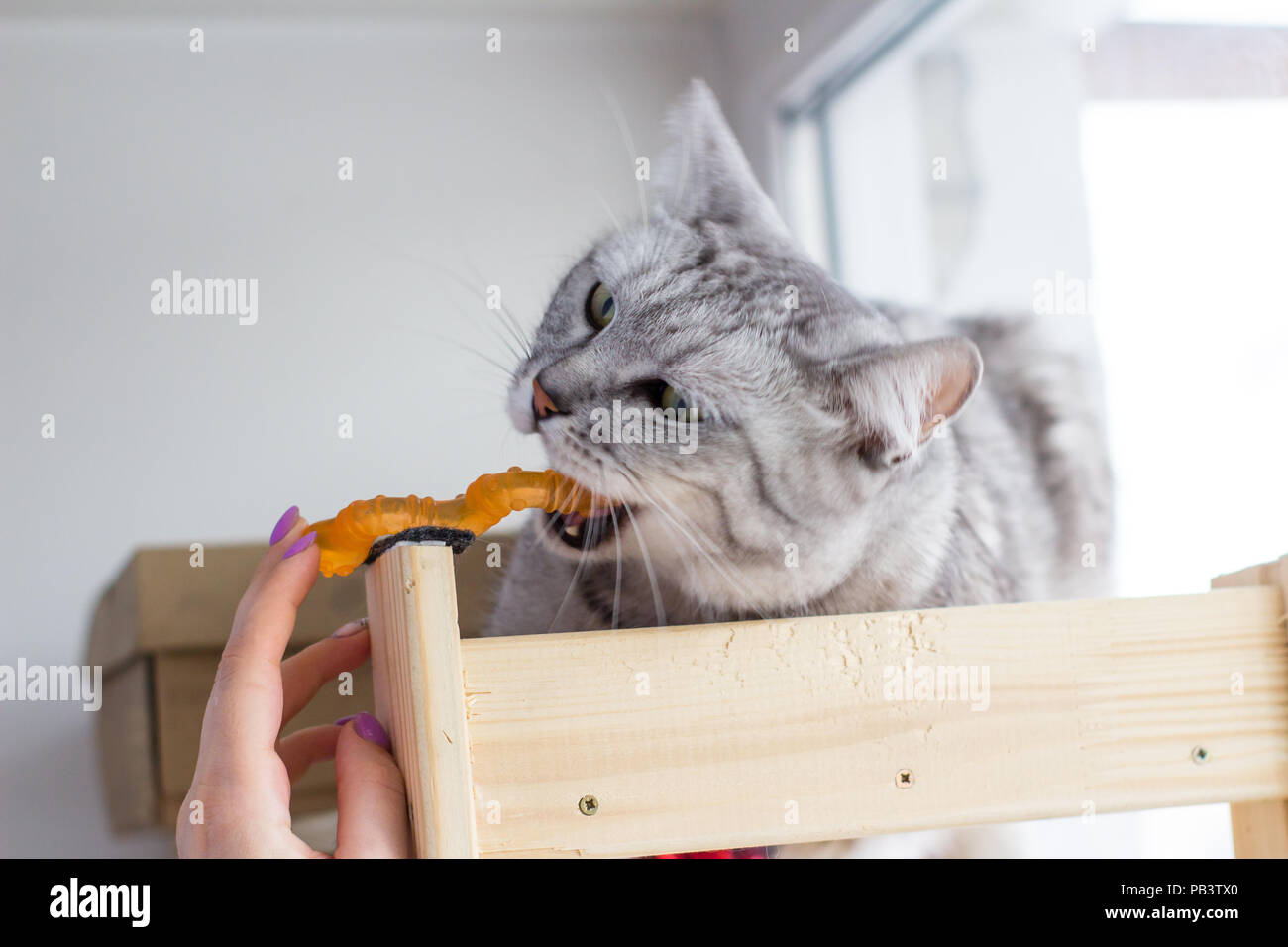 Arrabbiato scottish tabby cat morsi arancione giocattolo. Foto Stock