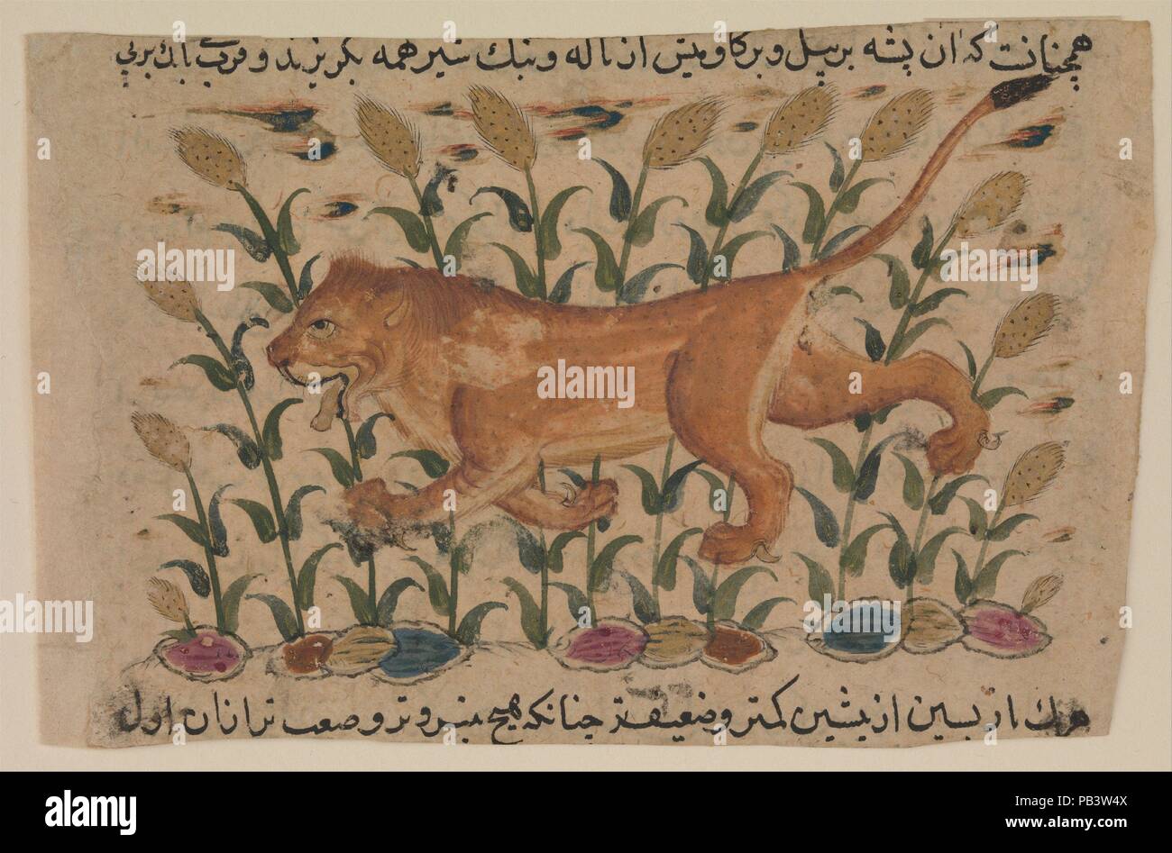 ' Un leone", Folio da un disperso Nuzhatnama-i 'Ala'io di Shahmardan ibn Abi'Khayr l. Autore: Shamardan ibn Abi 'l Khayr attivo (XI secolo). Dimensioni: Pagina: 3 a. (7.6 cm) W. 4 1/8a. (10,5cm) tappeto: H. 14 1/4 in. (36,2 cm) W. 19 1/4 in. (48,9 cm): Telaio H. 16 3/4 in. (42,5 cm) W. 21 3/4 in. (55,2 cm). Data: inizio del XVII secolo. Il testo enciclopedico da cui questa pagina è stata scritta tra il 1095 e il 1119 e si compone di due parti, di cui una dedicata ai tre regni della natura, inclusi gli esseri umani, gli animali, l'agricoltura e i minerali e gli altri per le varie scienze e pseudosciences. Foto Stock