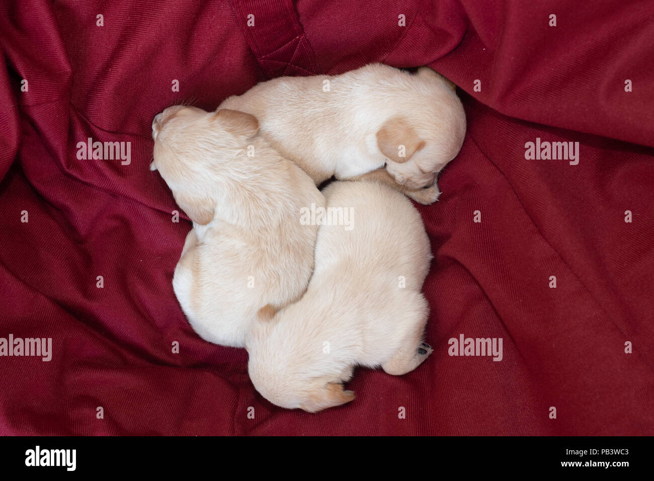 Carino piccolo cuccioli di colore bianco a casa dorme Foto Stock