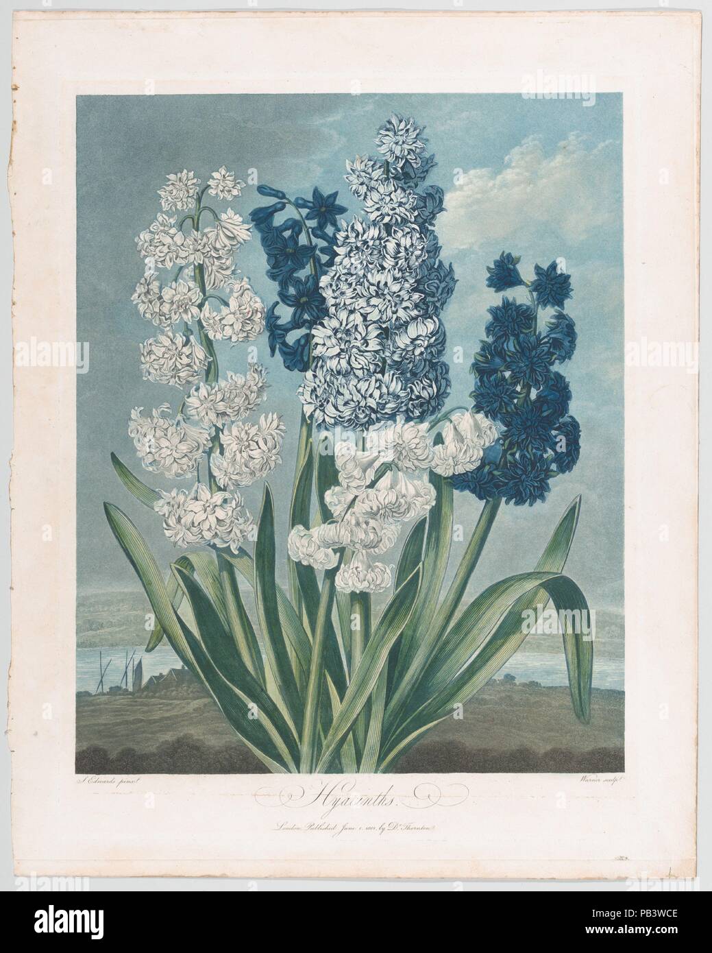 Giacinti, da "Il tempio di Flora, o nel giardino della natura". Artista: Dopo Sydenham Teak Edwards (British, Usk, Galles 1768-1819 Londra). Dimensioni: Immagine: 17 1/4 x 14 in. (43,8 x 35,6 cm) Piastra: 20 1/16 × 14 13/16 in. (51 × 37,7 cm) foglio: 22 1/16 × 17 7/16 in. (56 × 44,3 cm). Incisore: Thomas Warner (British, active 1790-1828). Editore: Robert John Thornton (British, 1768-1837). Data: 1 giugno 1801. Museo: Metropolitan Museum of Art di New York, Stati Uniti d'America. Foto Stock