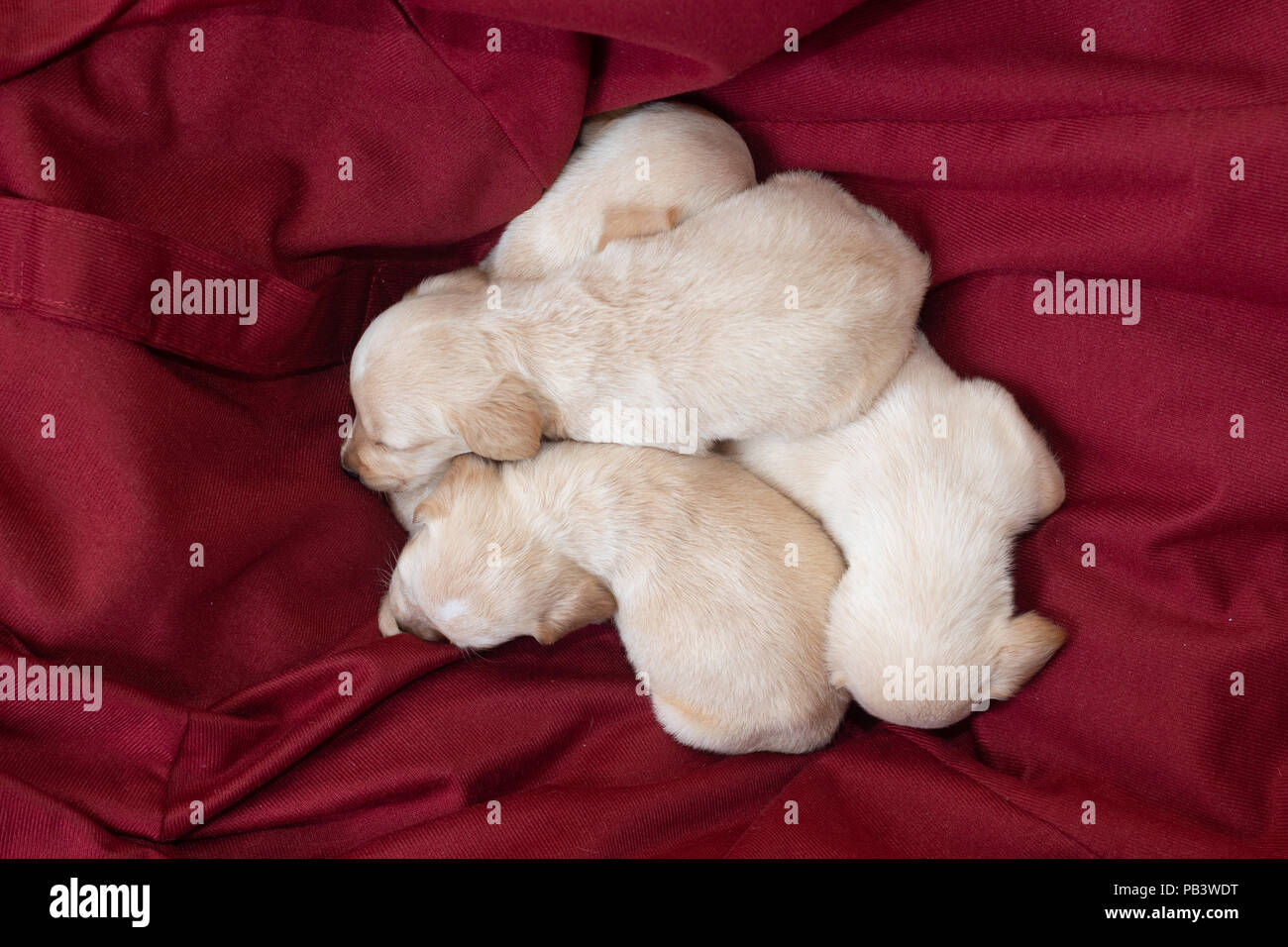Carino piccolo cuccioli di colore bianco a casa dorme Foto Stock