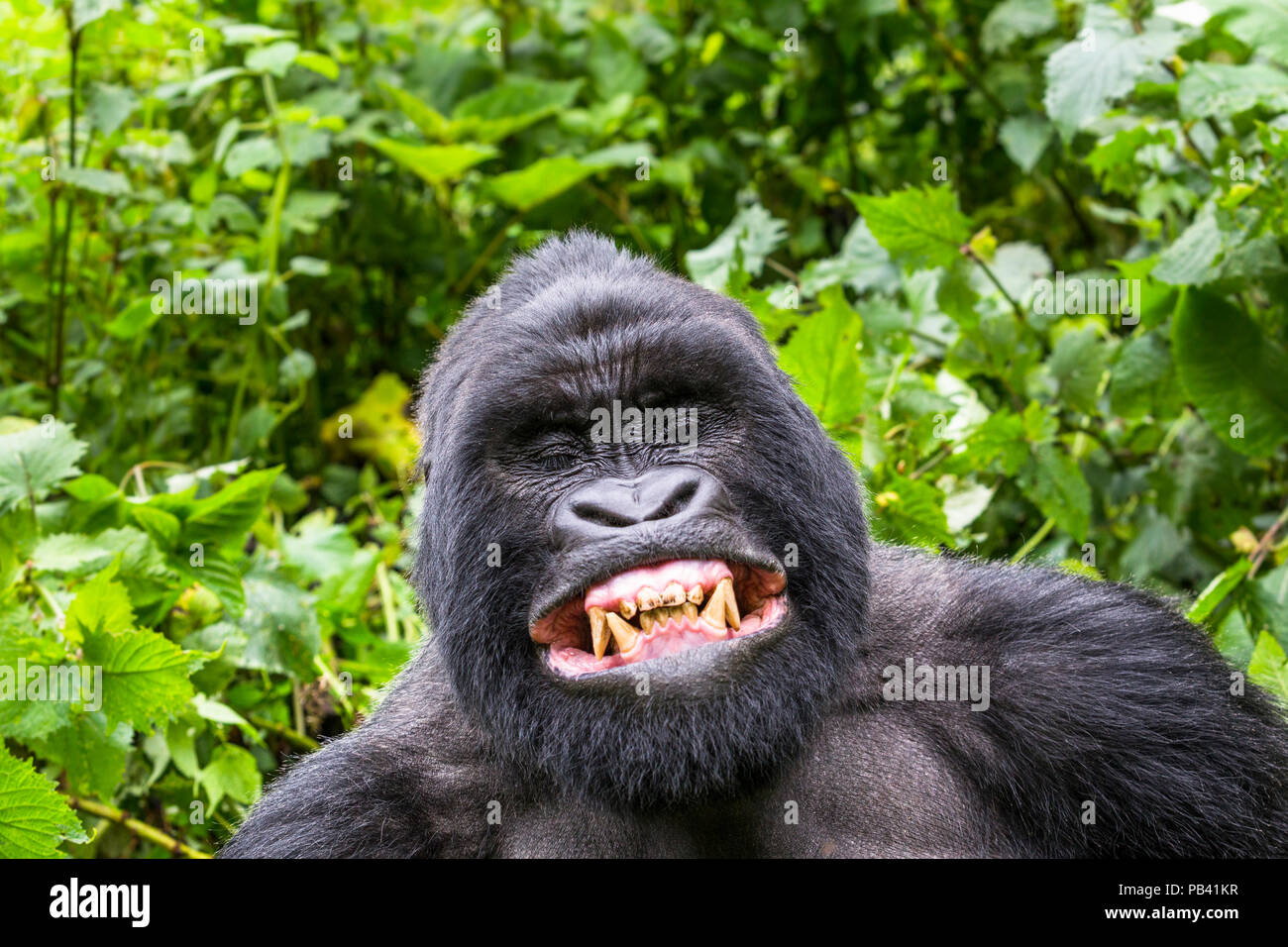 Gorilla di Montagna (Gorilla beringei Gorilla Silverback) Gihishamwotsi visualizzazione, non gruppo dominante, Sabyinyo Gruppo, i vulcani del Parco Nazionale Virunga, montagne, Ruanda Foto Stock