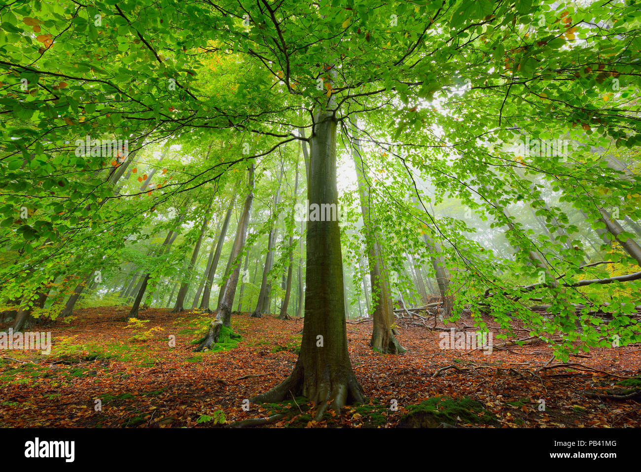 Europea di faggio (Fagus sylvatica). nel bosco, Serrahn, Muritz-National Park, Patrimonio Naturale dell'umanità, in Germania, in Europa. Ottobre 2015. Foto Stock