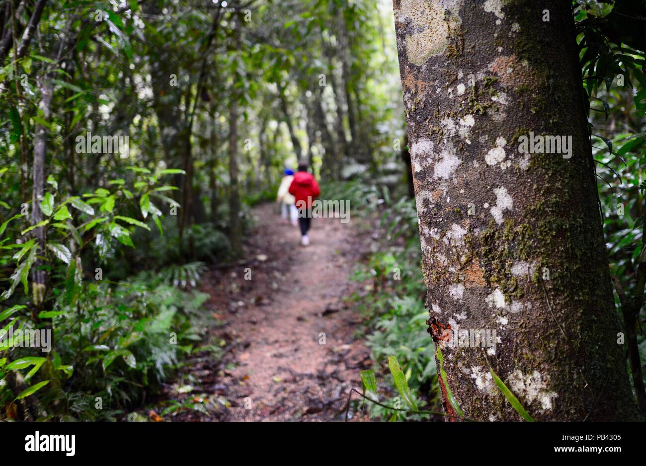 I bambini di camminare sulla via di Souita Falls, altopiano di Atherton, QLD, Australia Foto Stock