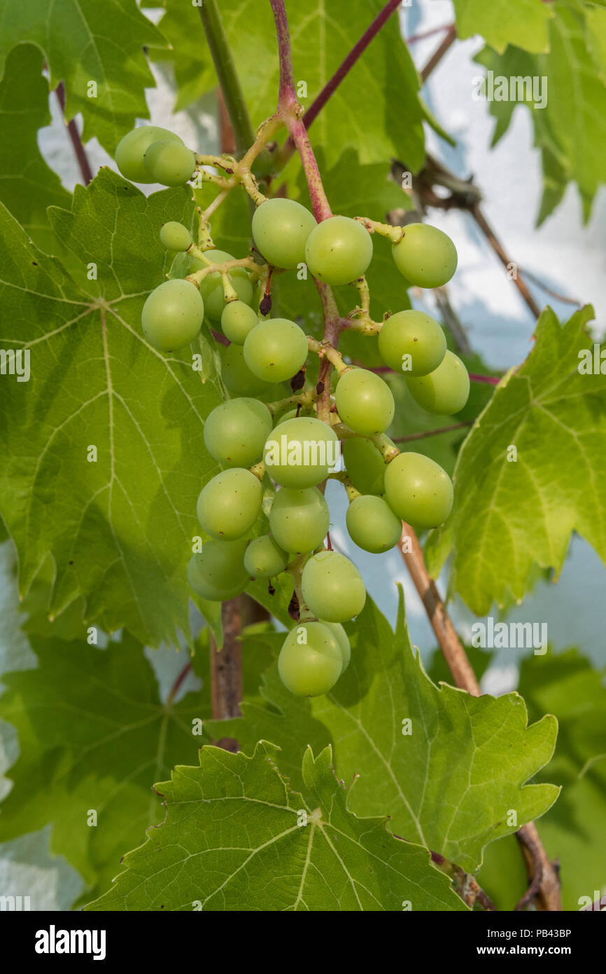 Grappoli di uva formando su deserto uva Muscat Bleu, contro il muro bianco di una casa nel Devon. Foto Stock