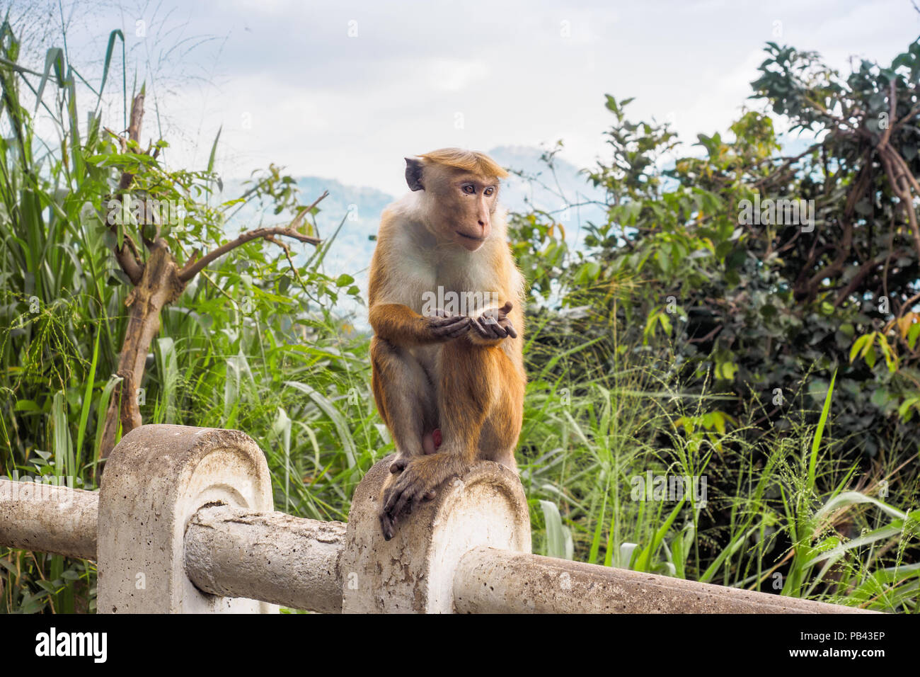 Ceylon-hat scimmia o Macaca sinica mendicando la gente per i prodotti alimentari su strada in una zona rurale dello Sri Lanka Foto Stock