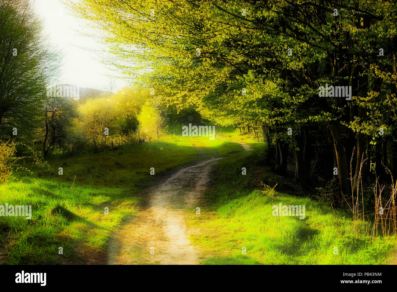 Fantasy paesaggio estivo con il sentiero e bosco, giornata di sole a ...