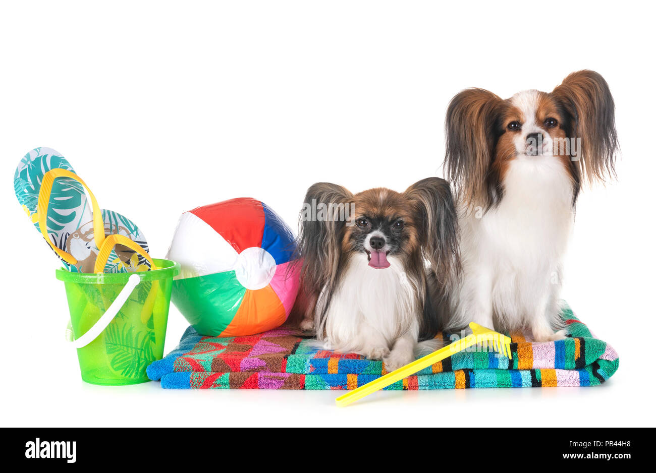 Papillon cani su un telo da spiaggia in studio Foto Stock