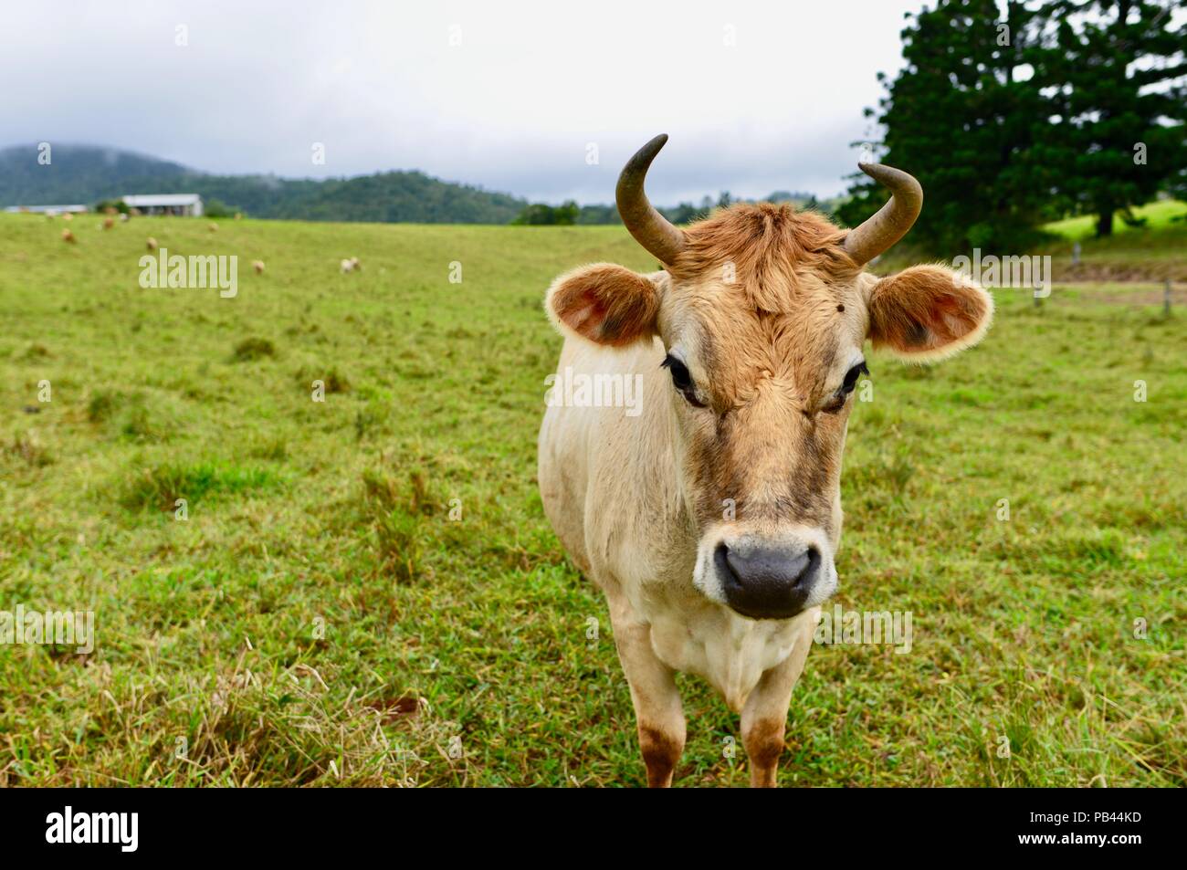 Un amichevole Jersey vacca da latte in un lussureggiante verde paddock con un agriturismo in background, altopiano di Atherton, QLD, Australia Foto Stock