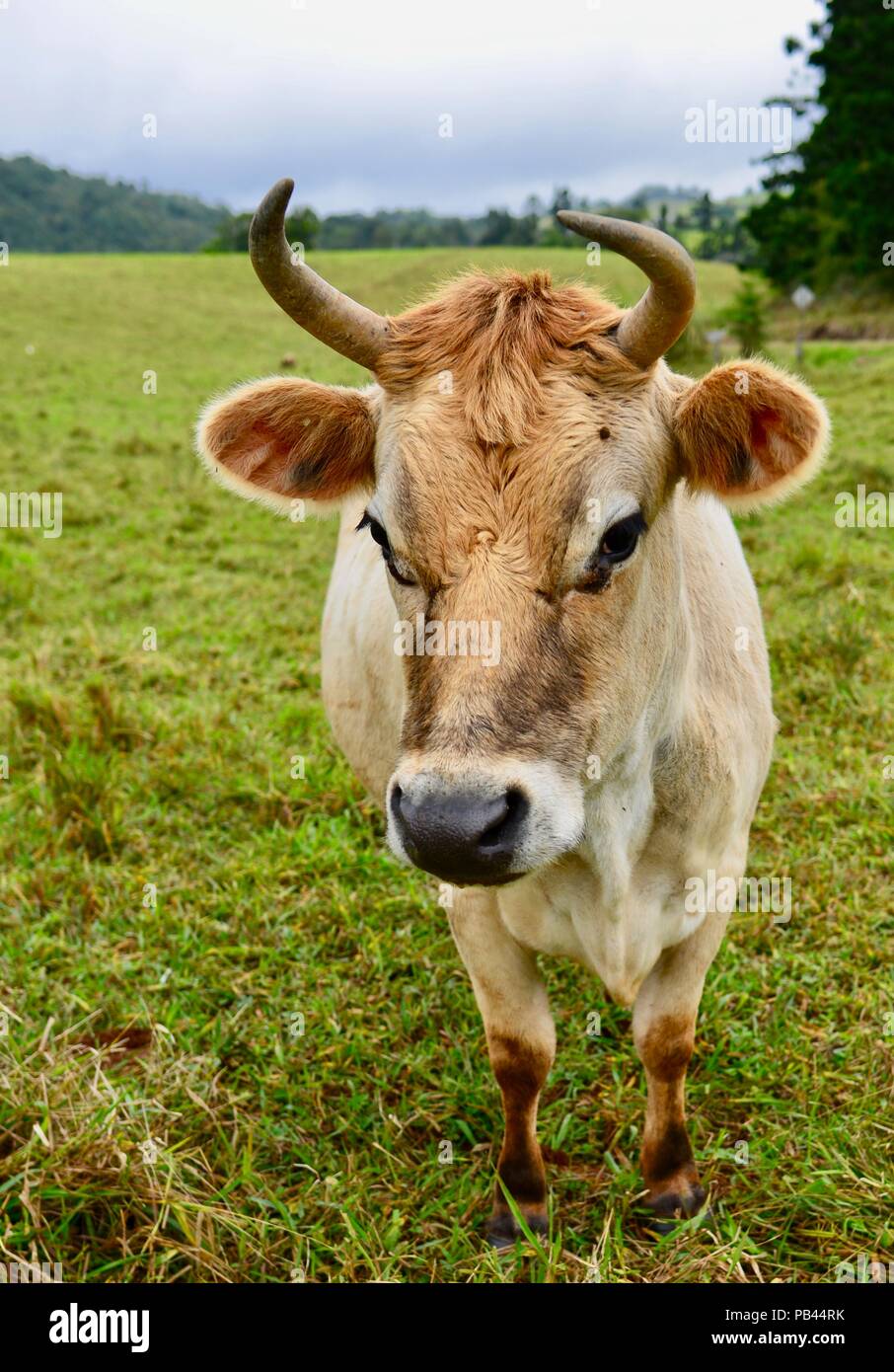 Un amichevole Jersey vacca da latte in un lussureggiante verde paddock con un agriturismo in background, altopiano di Atherton, QLD, Australia Foto Stock