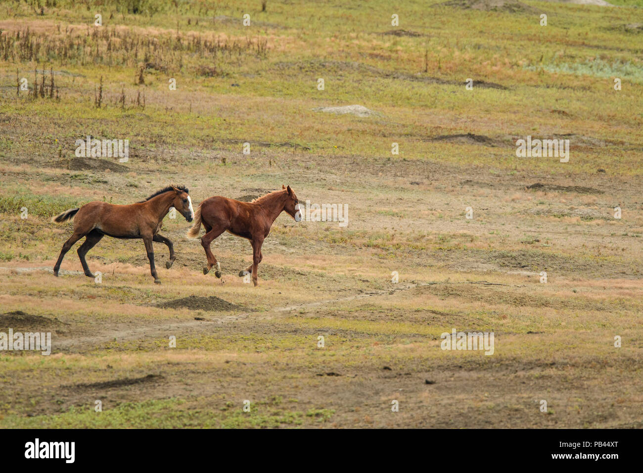 Cavalli selvatici (Equus ferus) o (Equus caballus ferus), Parco nazionale Theodore Roosevelt, (Sud), il Dakota del Nord, STATI UNITI D'AMERICA Foto Stock