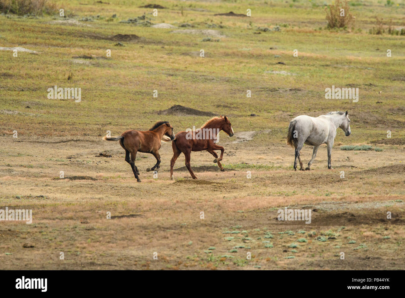 Cavalli selvatici (Equus ferus) o (Equus caballus ferus), Parco nazionale Theodore Roosevelt (Sud), il Dakota del Nord, STATI UNITI D'AMERICA Foto Stock