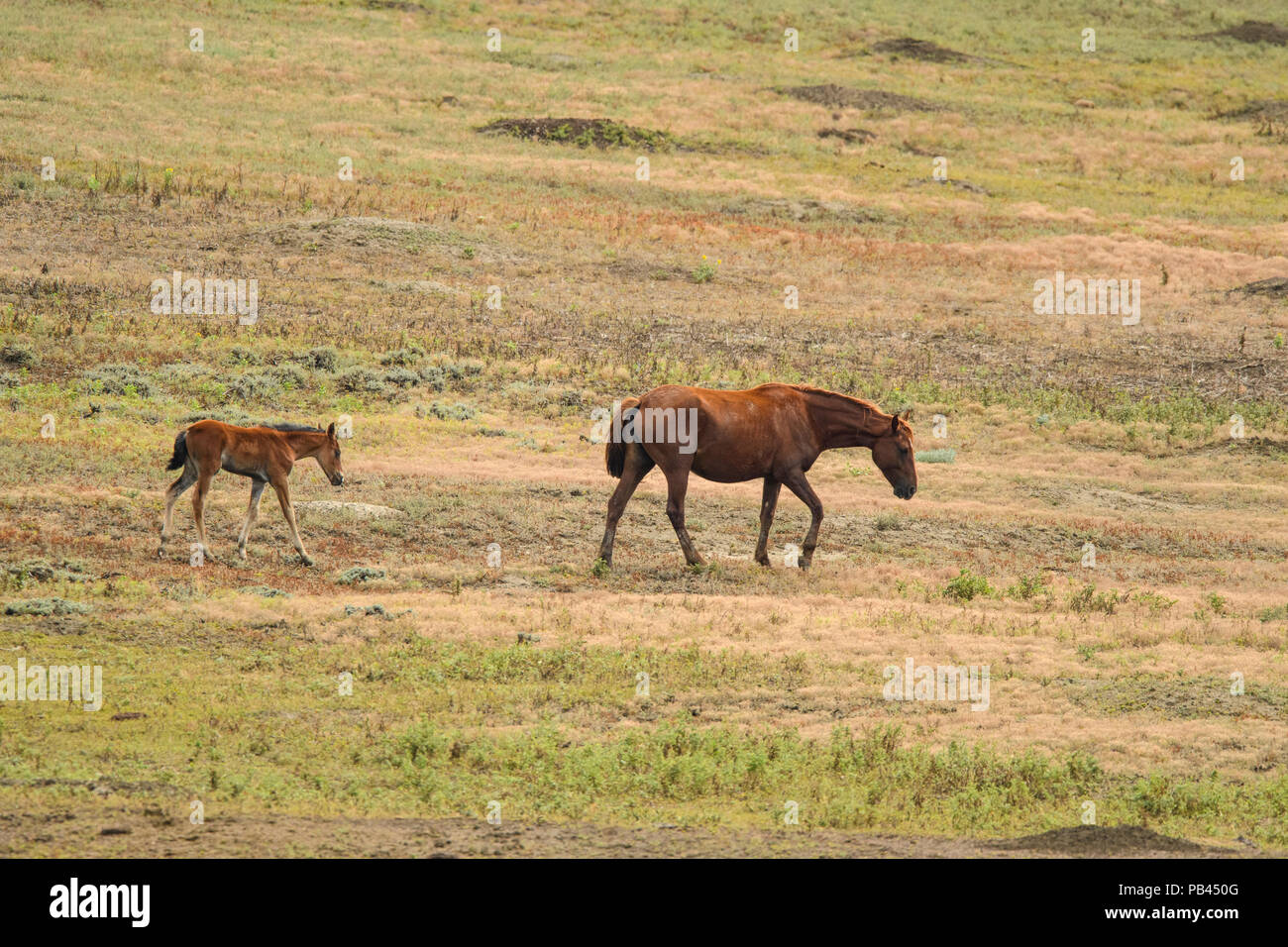 Cavalli selvatici (Equus ferus) o (Equus caballus ferus), Parco nazionale Theodore Roosevelt, (Sud), il Dakota del Nord, STATI UNITI D'AMERICA Foto Stock