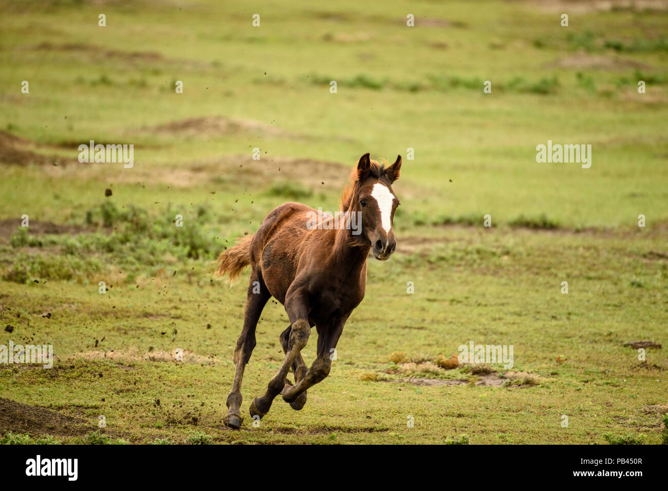 Cavalli selvatici (Equus ferus) o (Equus caballus ferus), Parco nazionale Theodore Roosevelt (Sud), il Dakota del Nord, STATI UNITI D'AMERICA Foto Stock