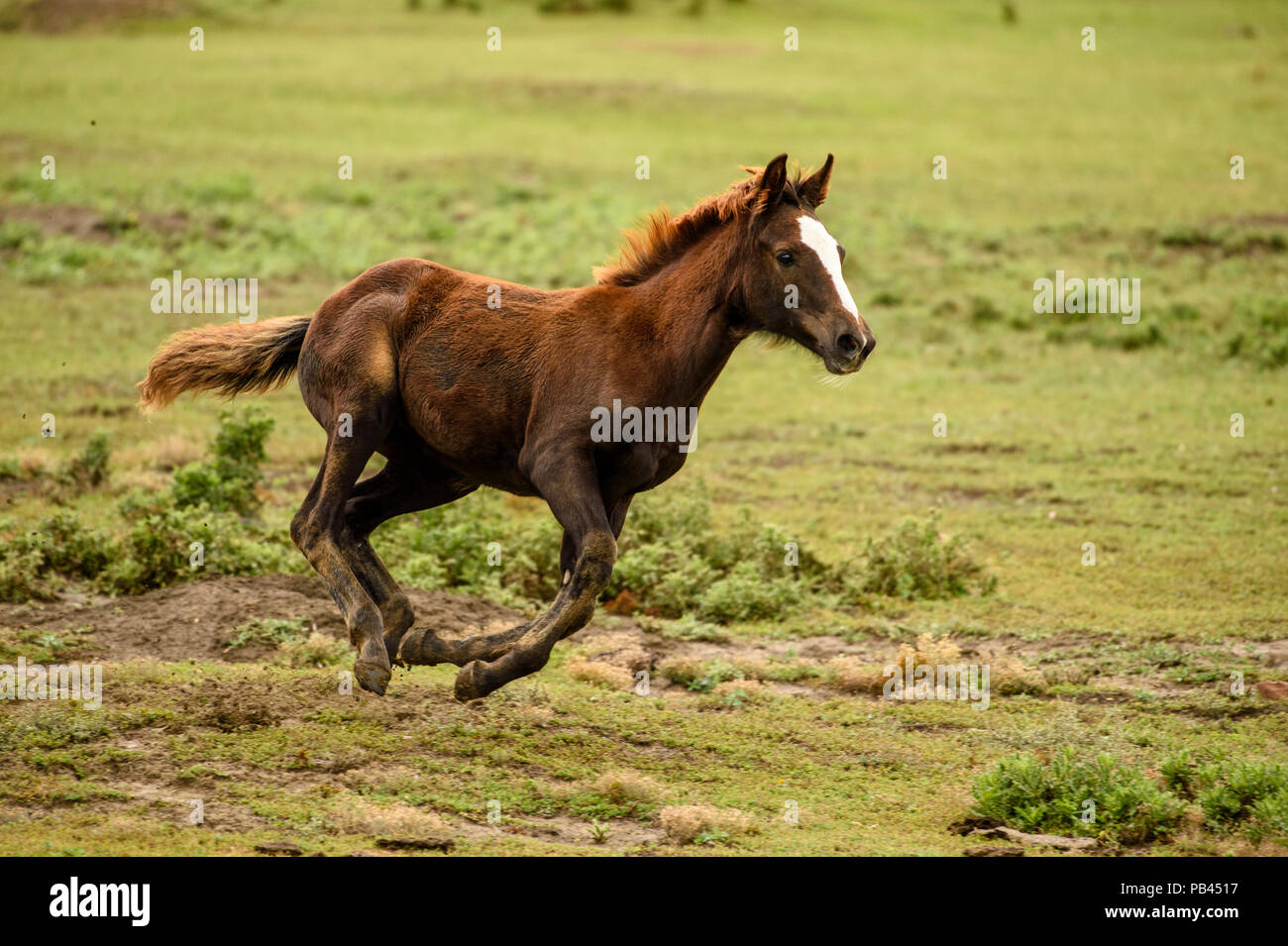 Cavalli selvatici (Equus ferus) o (Equus caballus ferus), Parco nazionale Theodore Roosevelt (Sud), il Dakota del Nord, STATI UNITI D'AMERICA Foto Stock