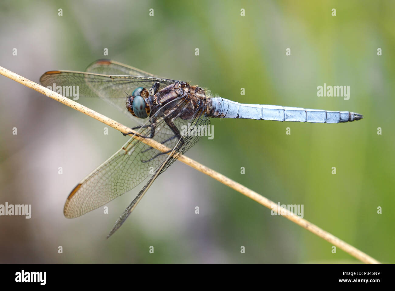 Maschio Skimmer Keeled dragonfly (Orthetrum coerulescens) appollaiato sull'erba. Tipperary, Irlanda Foto Stock