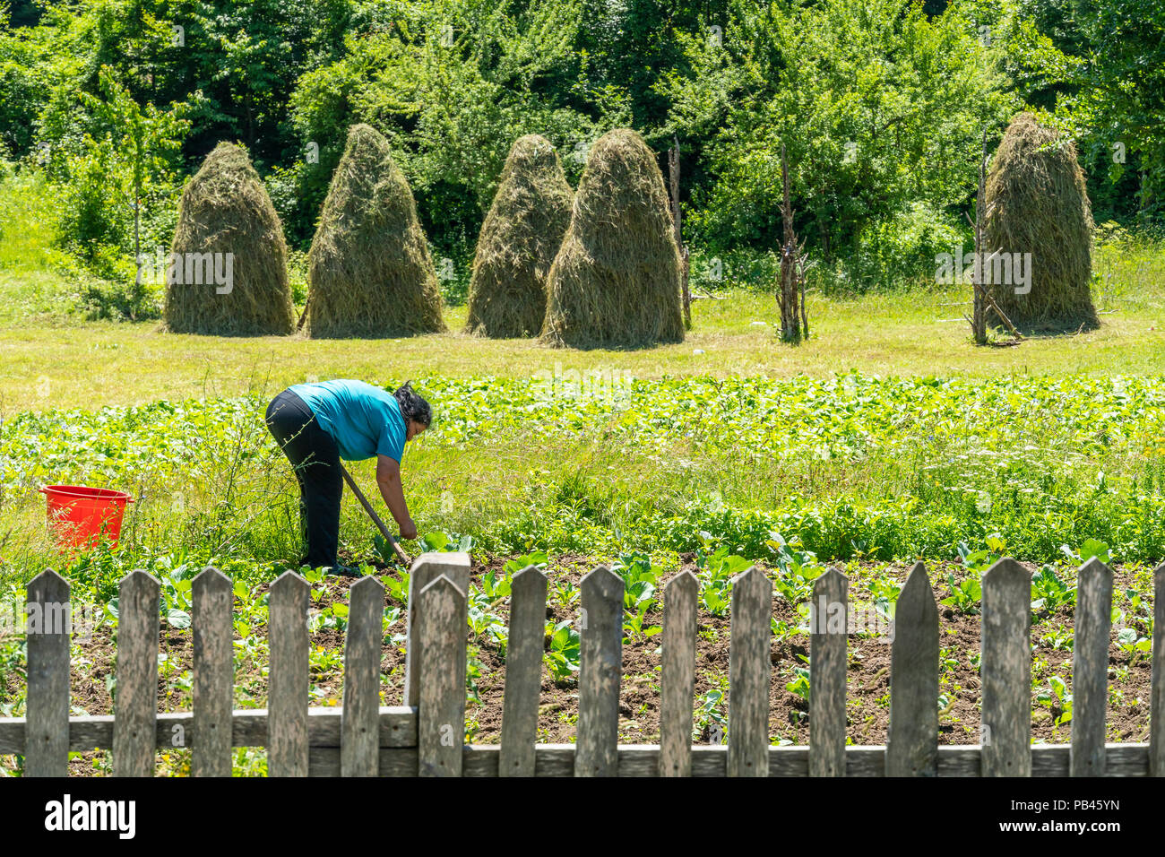 Donna tendendo una patch di vegetali in Vermosh, la più settentrionale villaggio in Albania, appena sotto il confine con Montinegro. L'Albania. Foto Stock