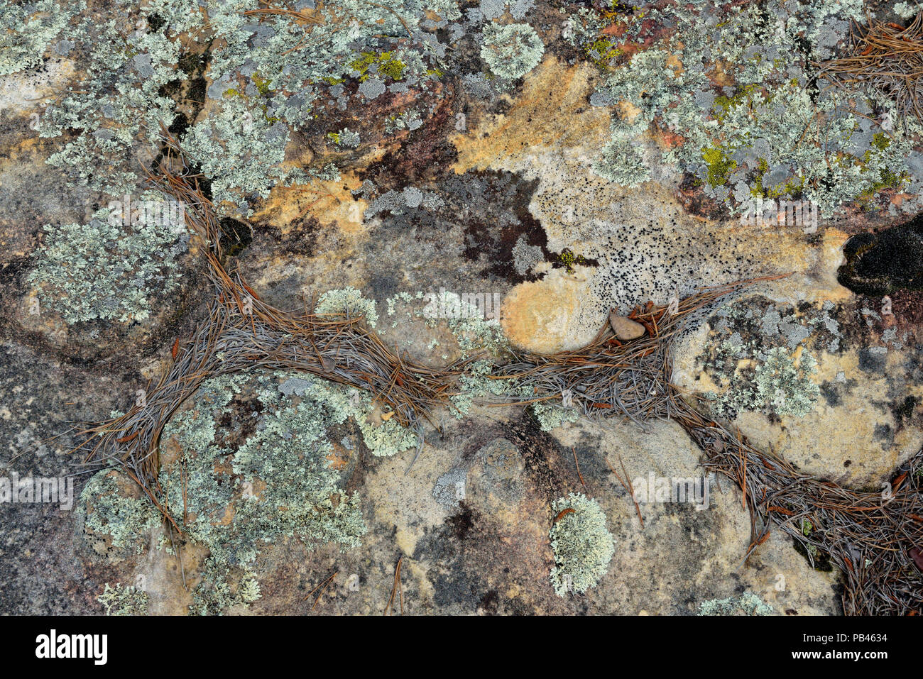 Weathered rocce di arenaria a Rock House grotta- Turtle rocce, Petit Jean State Park, Arkansas, STATI UNITI D'AMERICA Foto Stock